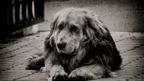 Jak pochopit, že pes umírá ze stáří